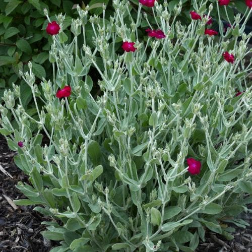 Lychnis coronaria Gardeners' World