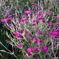 Lychnis coronaria Gardeners' World