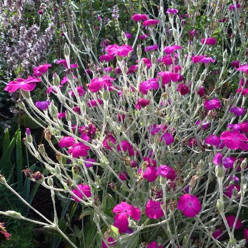 Lychnis coronaria Gardeners' World