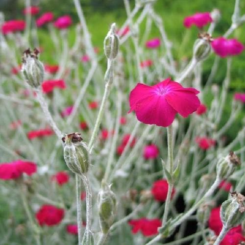 Lychnis coronaria Gardeners' World