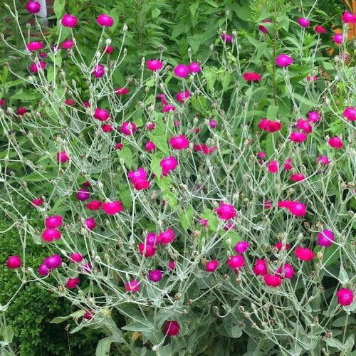 Lychnis coronaria Gardeners' World