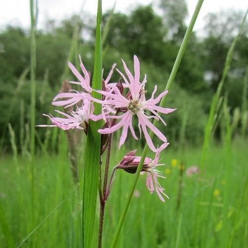 Lychnis flos-cuculi - Future Forests