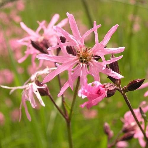 Lychnis flos-cuculi - Future Forests