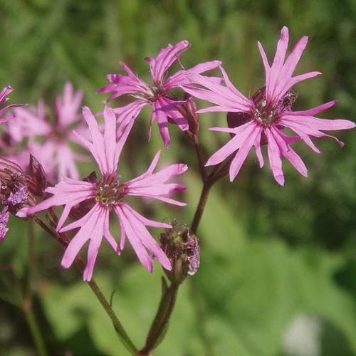 Lychnis flos-cuculi - Ragged Robin 9cm Pot