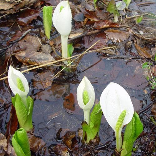 Lysichiton camtschatcensis - Future Forests