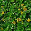 Lysimachia nummularia - Future Forests