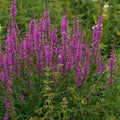 Lythrum salicaria - Purple loosestrife Pot | 9cm / Cut back