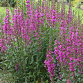 Lythrum salicaria Robin