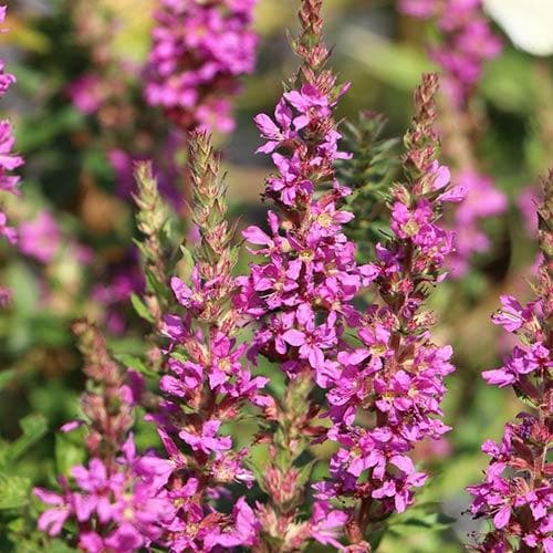 Lythrum salicaria Robin