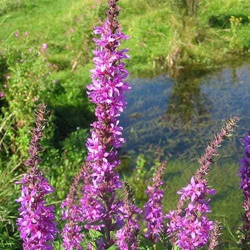 Lythrum salicaria Robin