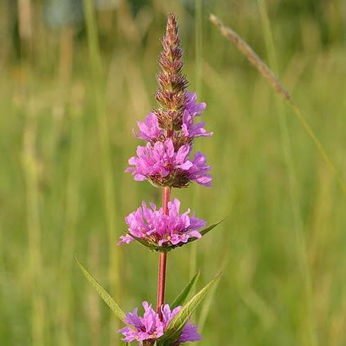 Lythrum salicaria Robin