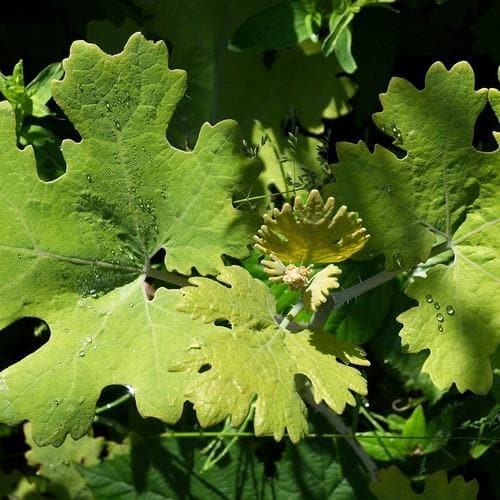 Macleaya cordata AGM - Future Forests