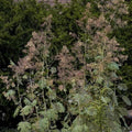 Macleaya cordata AGM - Future Forests