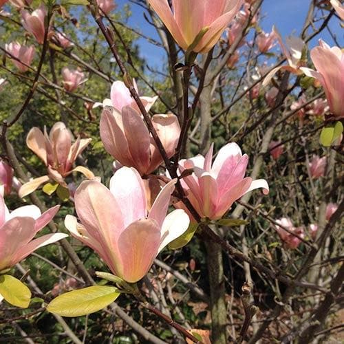 Magnolia Peachy