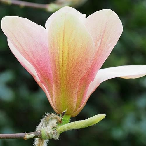 Magnolia Peachy