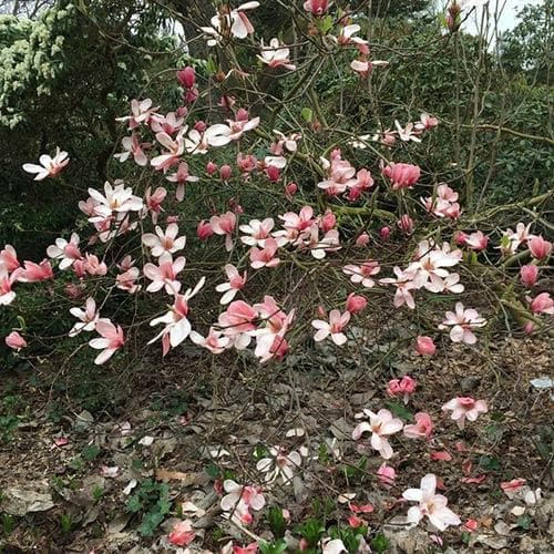 Magnolia Peachy