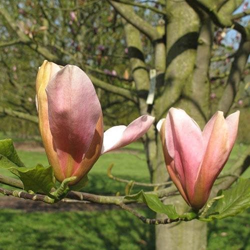 Magnolia Peachy