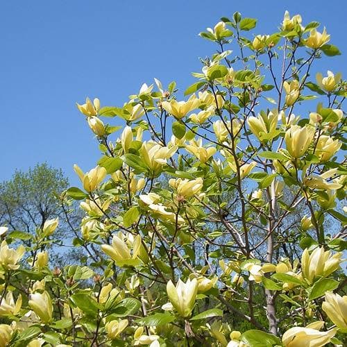 Magnolia Solar Flair