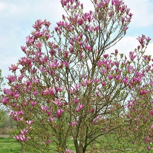 Magnolia Susan