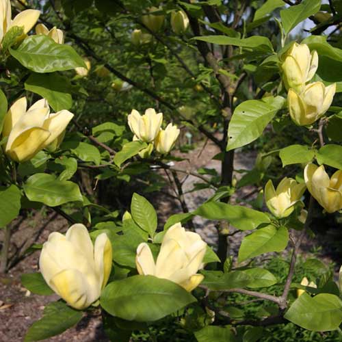 Magnolia x brooklynensis Yellow Bird