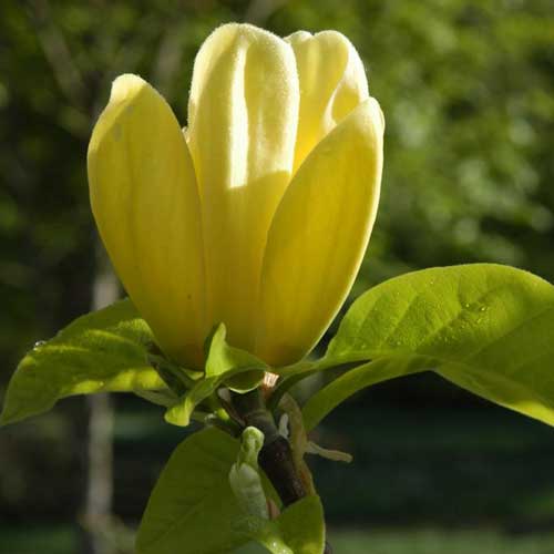 Magnolia x brooklynensis Yellow Bird