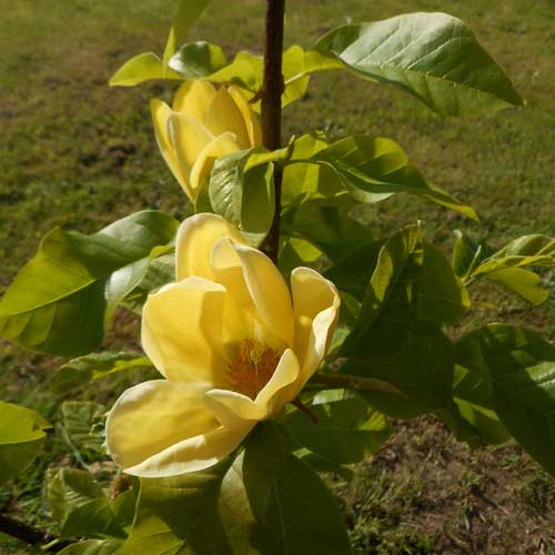 Magnolia x brooklynensis Yellow Bird