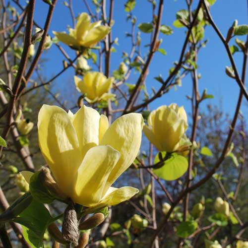 Magnolia x brooklynensis Yellow Bird