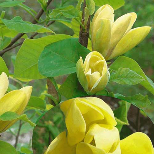 Magnolia x brooklynensis Yellow Bird