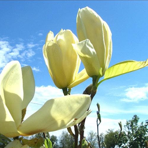 Magnolia denudata Yellow River