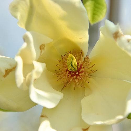 Magnolia denudata Yellow River