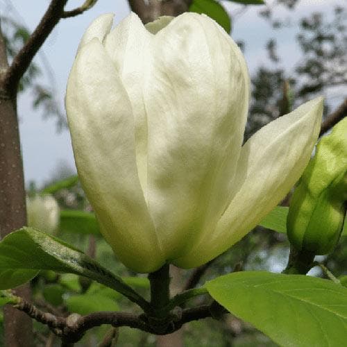 Magnolia denudata Yellow River