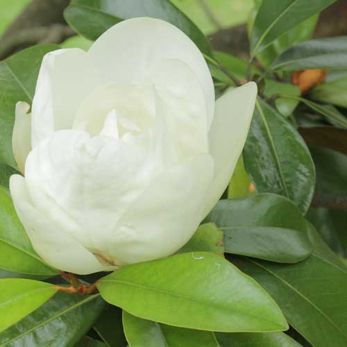 Magnolia grandiflora Galissonnière