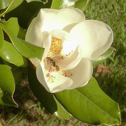 Magnolia grandiflora Galissonnière