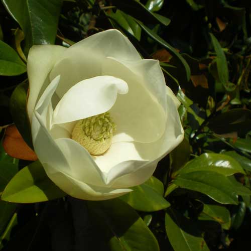 Magnolia grandiflora Galissonnière