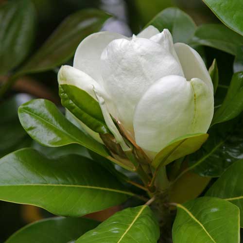 Magnolia grandiflora Galissonnière