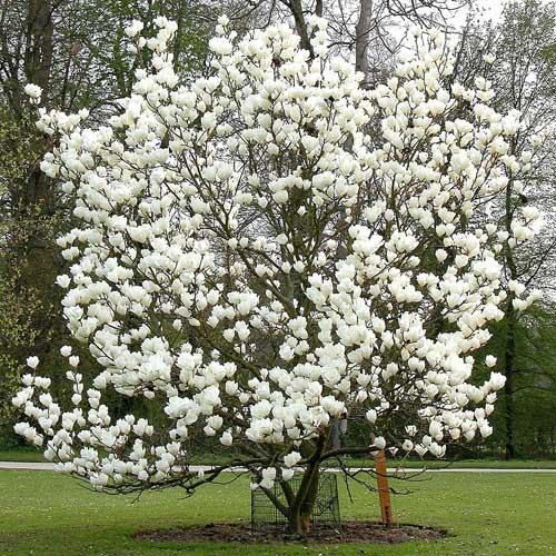 Magnolia x soulangeana Lennei Alba