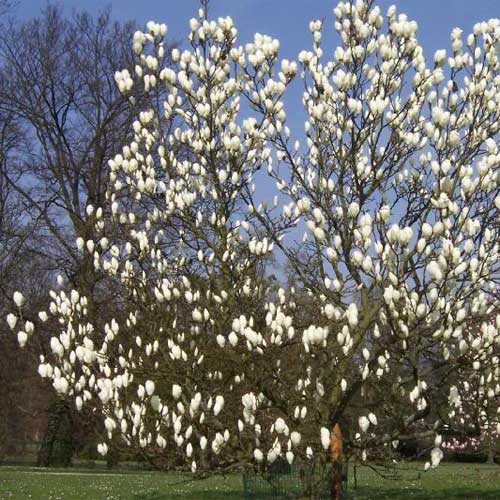 Magnolia x soulangeana Lennei Alba