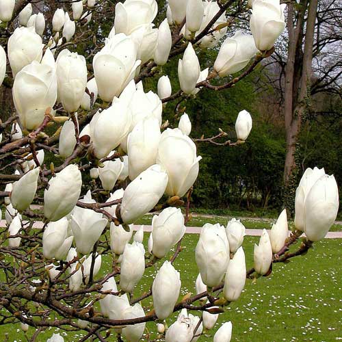 Magnolia x soulangeana Lennei Alba