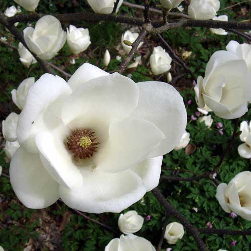 Magnolia x soulangeana Lennei Alba