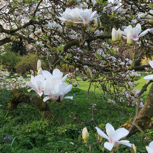 Magnolia x soulangeana Lennei Alba