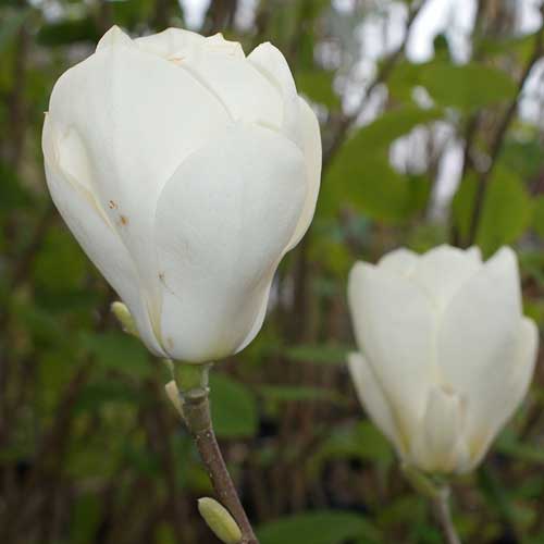 Magnolia x soulangeana Lennei Alba