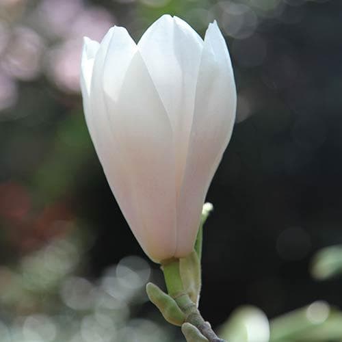 Magnolia x soulangeana Alba Superba