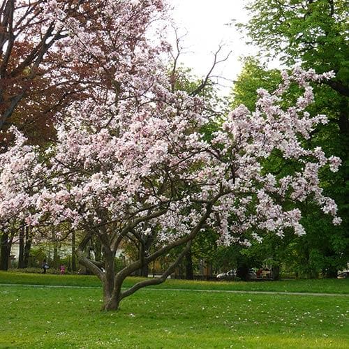 Magnolia x soulangeana Alba Superba