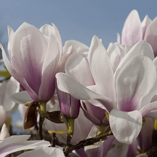 Magnolia x soulangeana Alba Superba