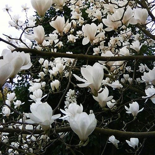 Magnolia x soulangeana Alba Superba