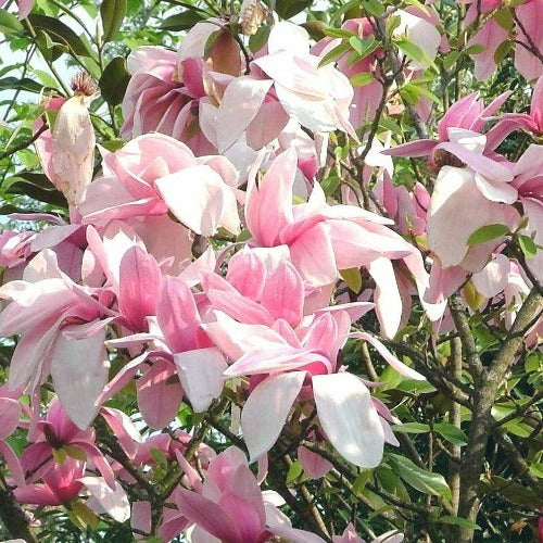 Magnolia liliiflora x campbellii Star Wars