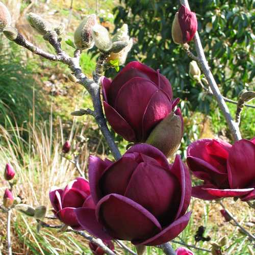 Magnolia x soulangeana lilliflora Genie - Future Forests