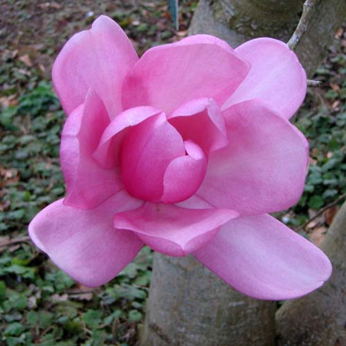 Magnolia campbellii - Future Forests