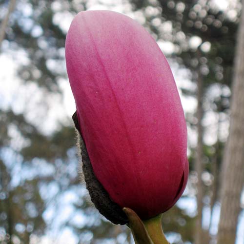 Magnolia campbellii - Future Forests