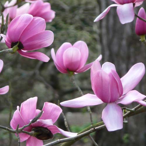 Magnolia campbellii - Future Forests